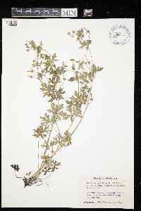 Geranium bicknellii image