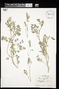 Corydalis aurea image