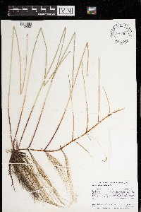 Eleocharis palustris image