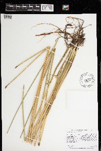 Eleocharis palustris image