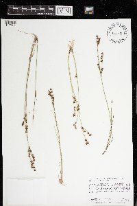 Juncus brevicaudatus image