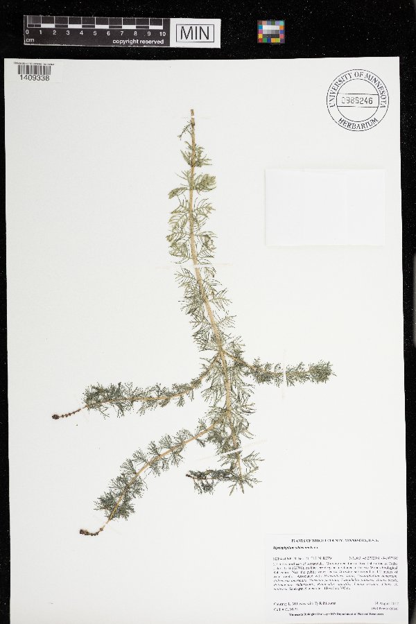 Myriophyllum sibiricum image