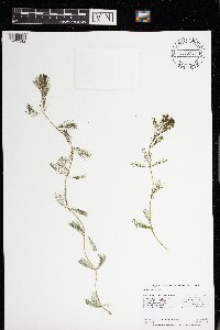 Myriophyllum spicatum image