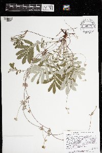 Potentilla anserina image