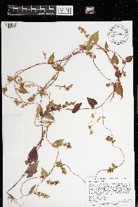 Fallopia scandens image