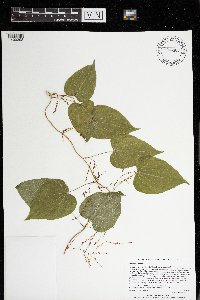 Dioscorea villosa image