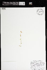 Cerastium brachypodum image