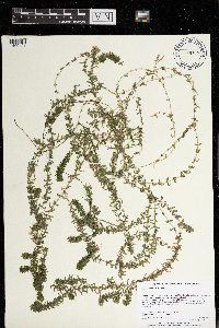 Elodea canadensis image