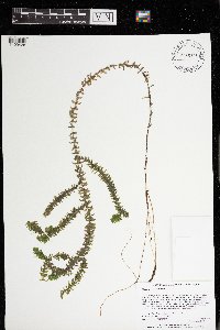 Elodea canadensis image