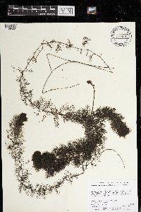 Utricularia macrorhiza image