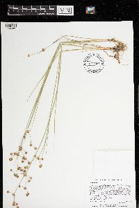 Juncus nodosus image