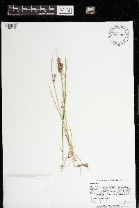 Juncus nodosus image