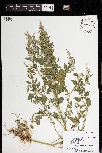 Chenopodium album image