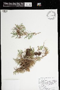 Selaginella rupestris image