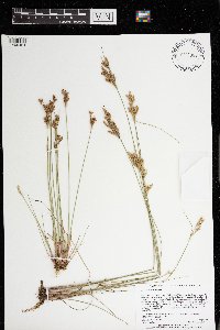 Juncus interior image