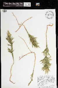 Dendrolycopodium hickeyi image