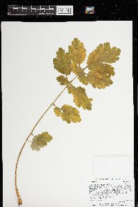 Chelidonium majus image