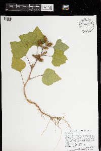 Xanthium strumarium image