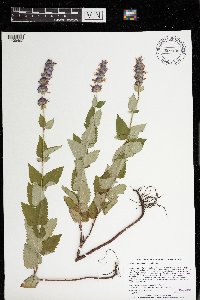 Agastache foeniculum image