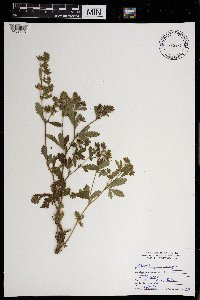 Potentilla norvegica image