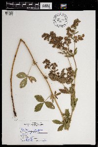 Potentilla rivalis image