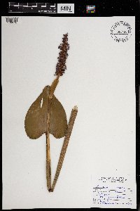 Pontederia cordata image