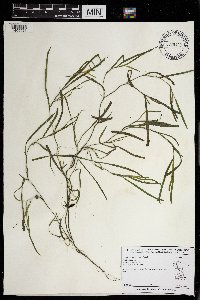 Heteranthera dubia image