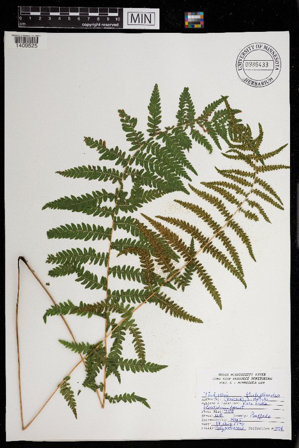 Thelypteris thelypterioides image