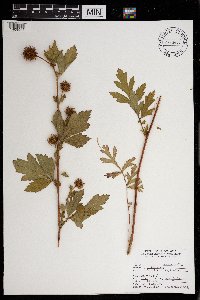 Geum laciniatum image