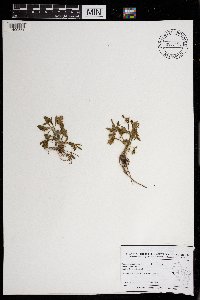 Ranunculus sceleratus image