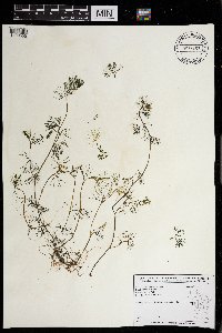 Ranunculus aquatilis image