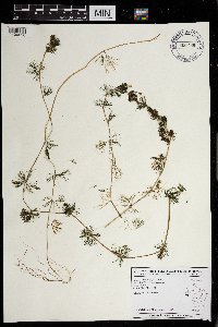 Ranunculus aquatilis var. diffusus image