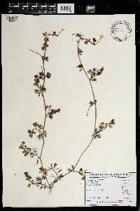 Ranunculus aquatilis image