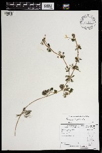 Ranunculus aquatilis var. diffusus image