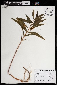 Lysimachia thyrsiflora image