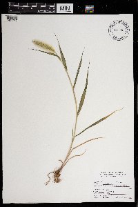 Setaria viridis image