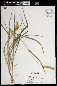 Setaria pumila subsp. pumila image