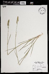 Poa saltuensis subsp. languida image