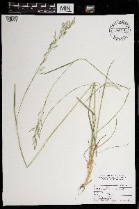 Poa nemoralis image