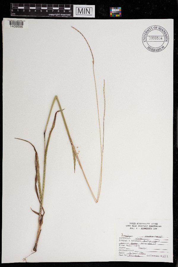 Paspalum setaceum image