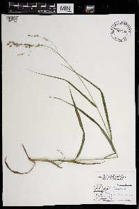 Panicum dichotomiflorum image