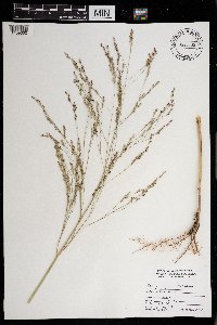 Panicum virgatum image