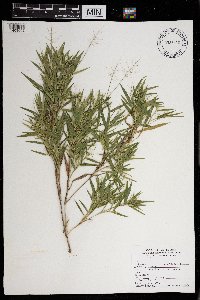 Dichanthelium acuminatum subsp. implicatum image