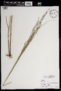 Panicum virgatum image