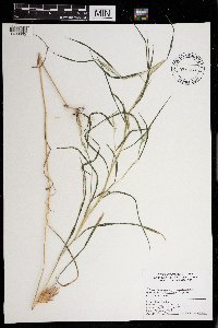 Muhlenbergia frondosa image