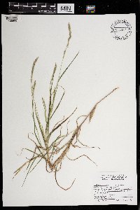 Muhlenbergia racemosa image