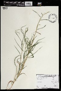 Muhlenbergia frondosa image