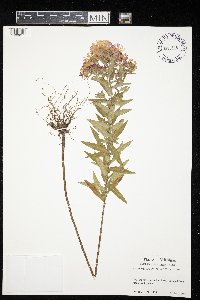 Symphyotrichum novae-angliae image