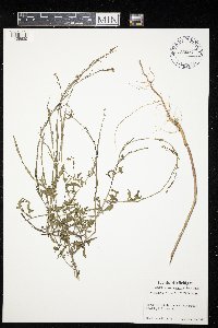 Sisymbrium officinale image