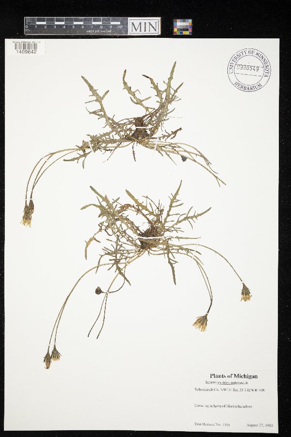 Scorzoneroides autumnalis image